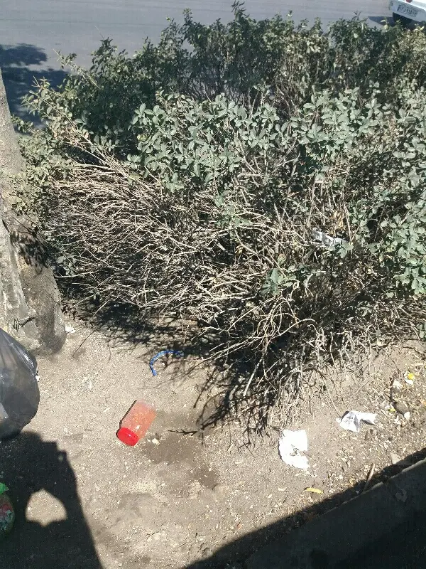 بازار سرشور