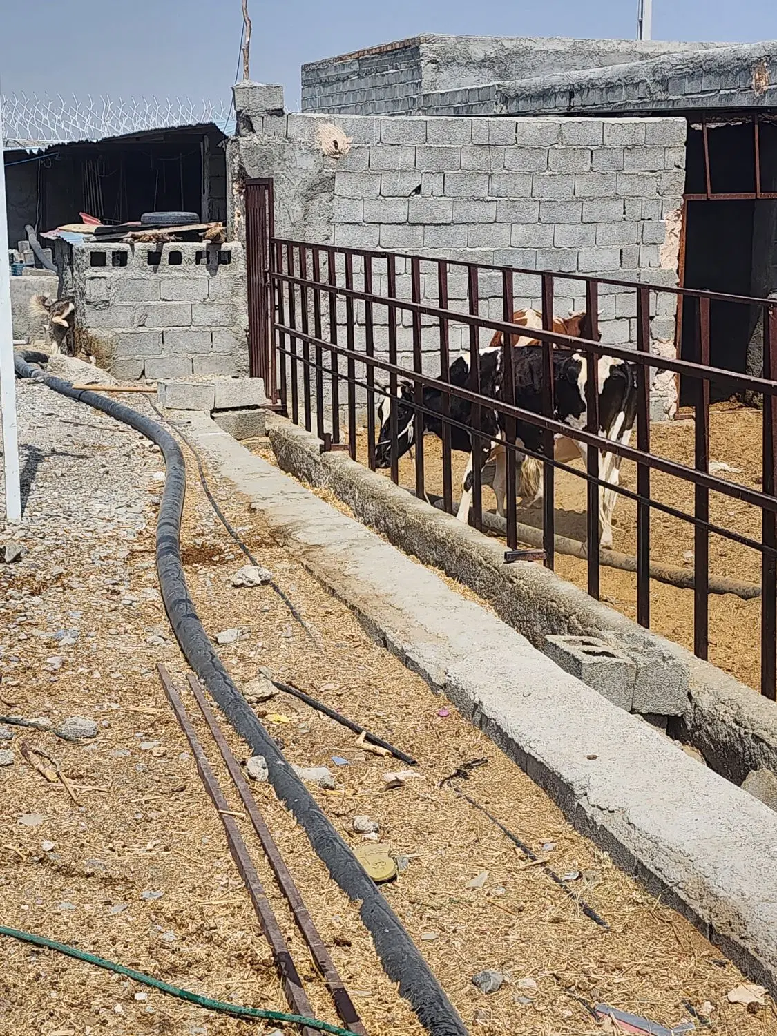 زمین کشاورزی سرزه