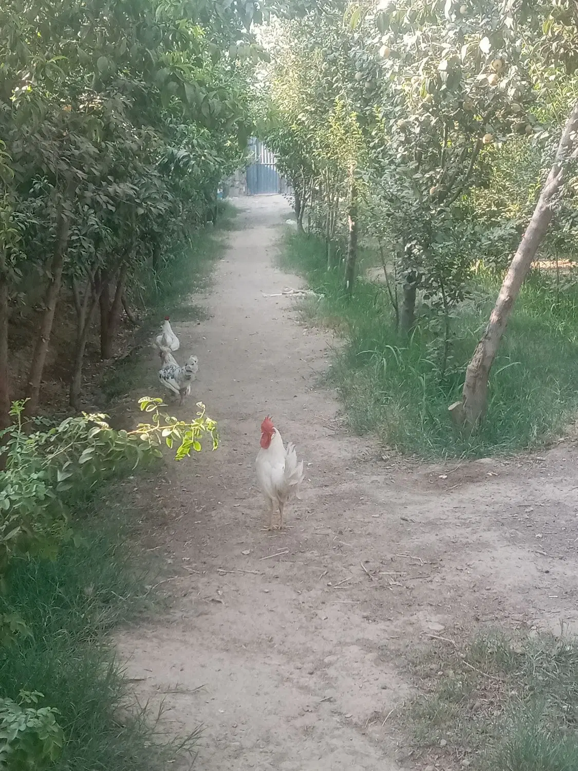 باغچه چهاردیواری