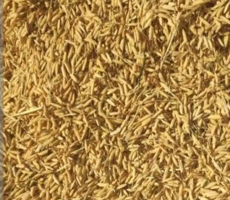 شالیزارتان را اجاره میکنیم