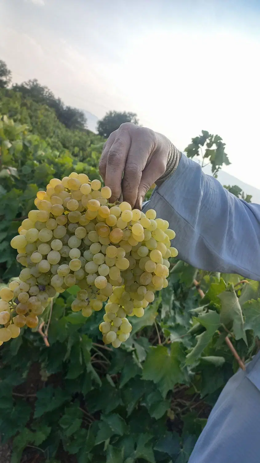 باغ انگور اجاره میکنیم