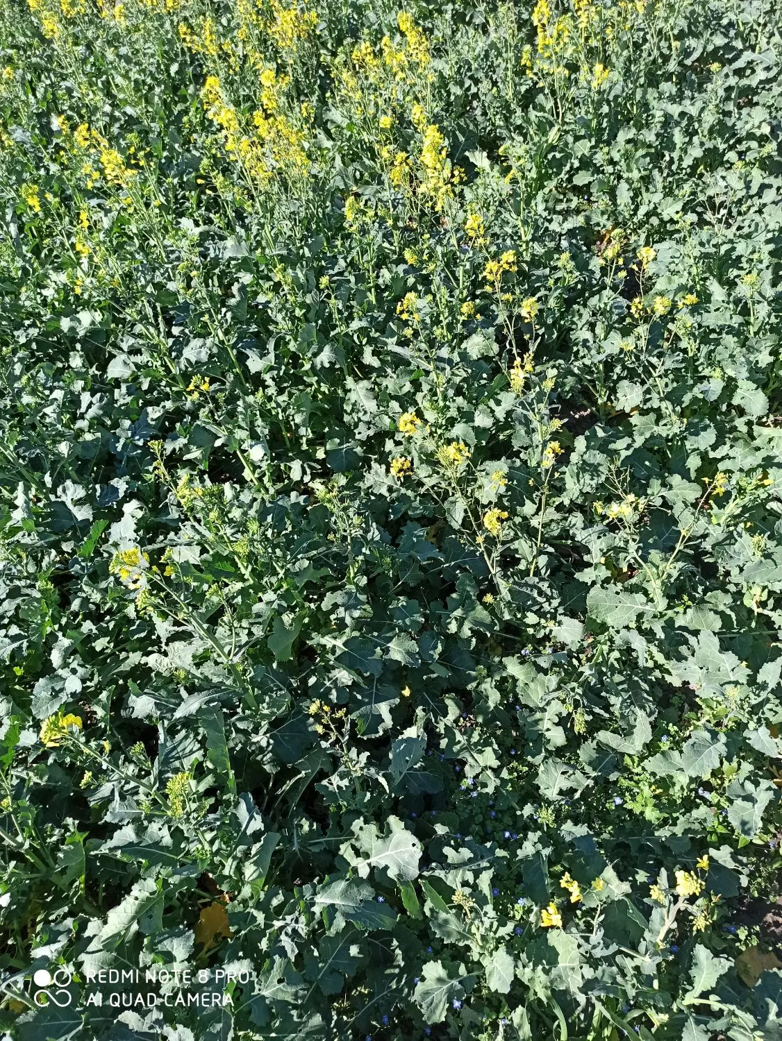 زمین کشاورزی