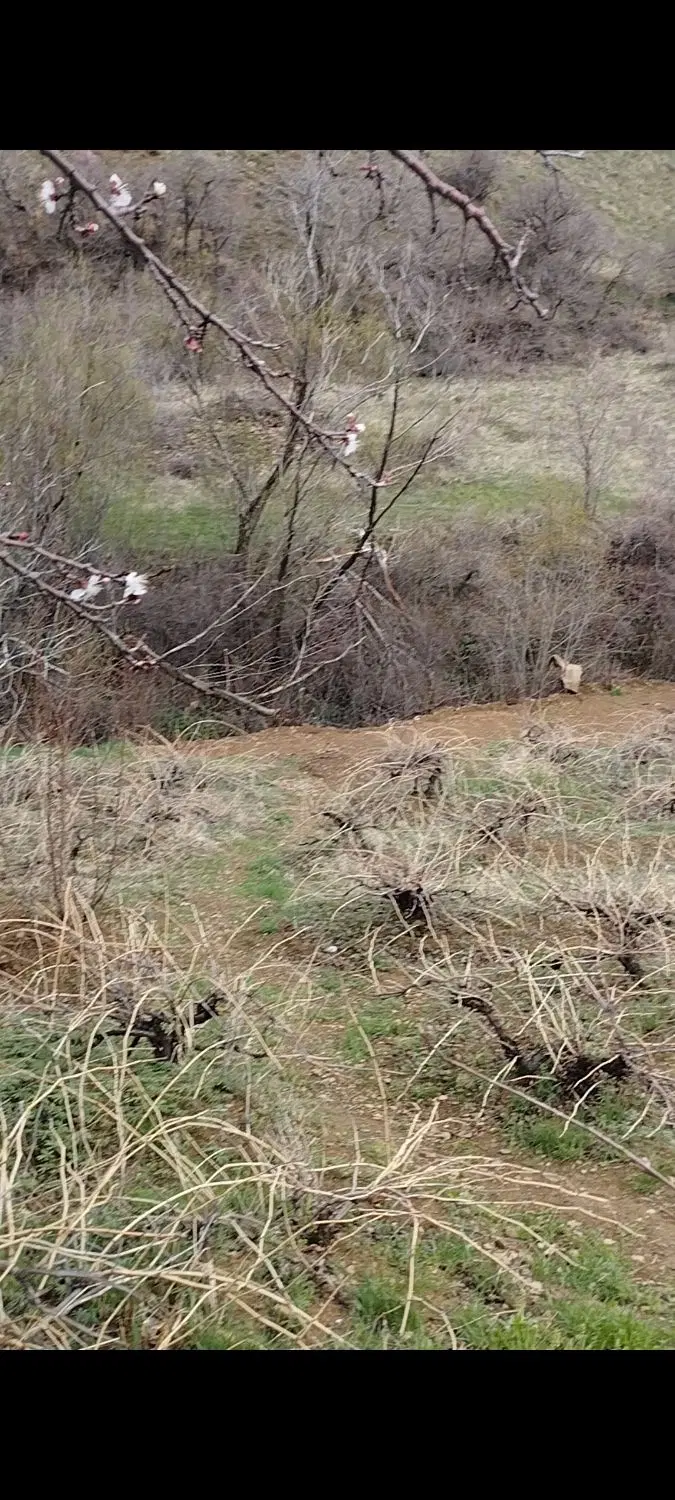 خانه باغ نوره