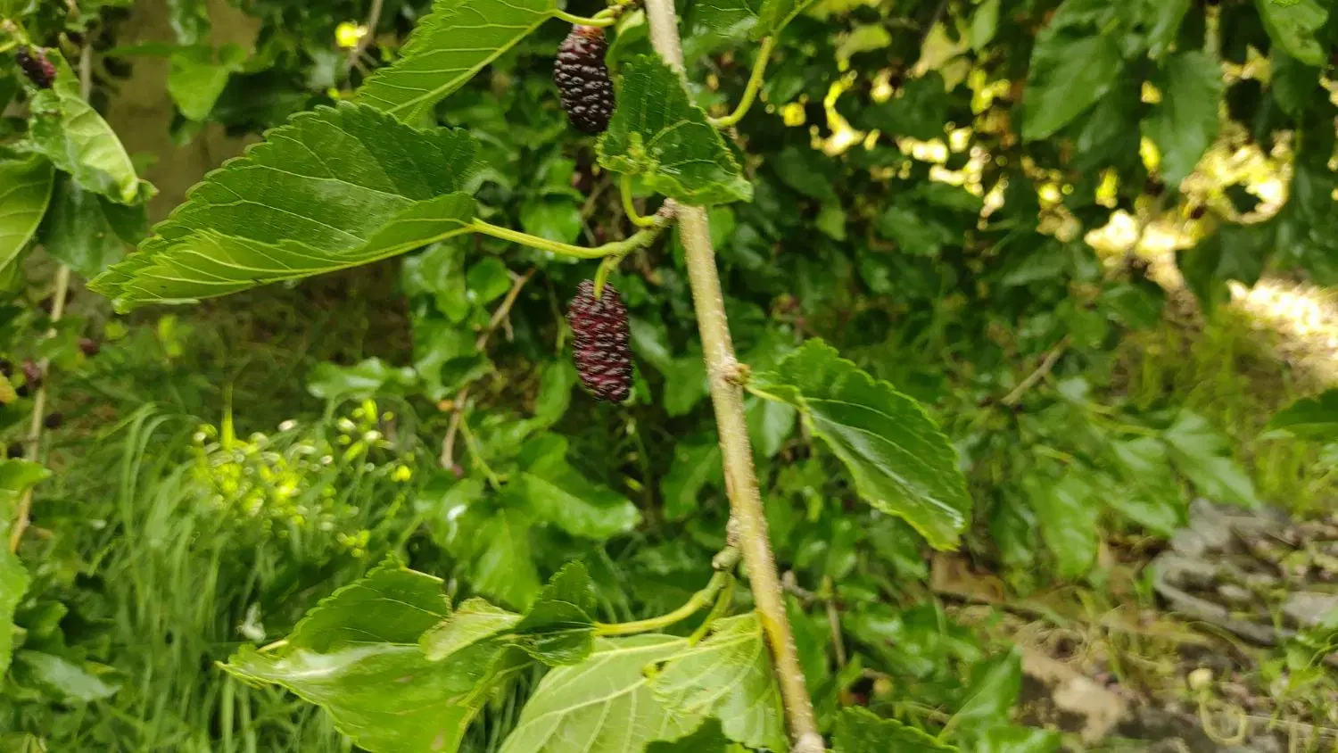خانه ویلایی روستای دده ساقی