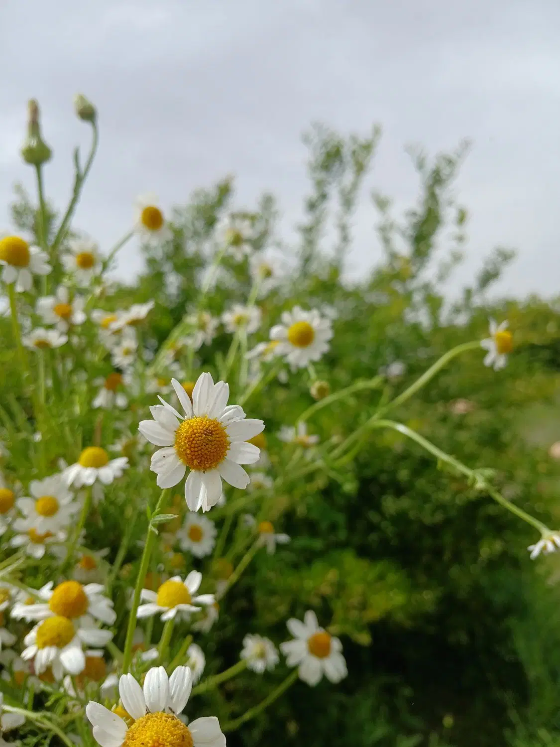 باغ ثمری دشتروم