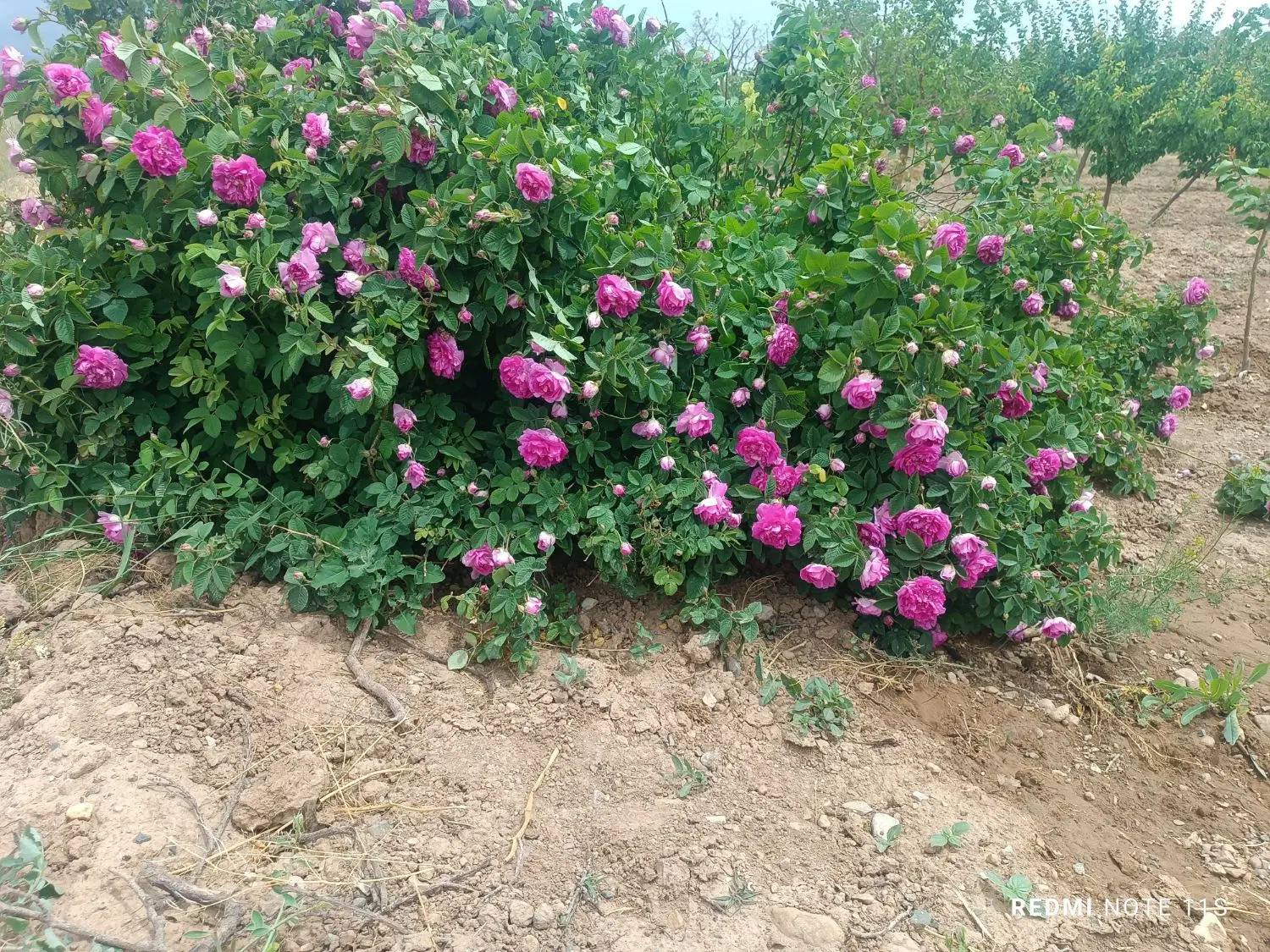 فروش باغ