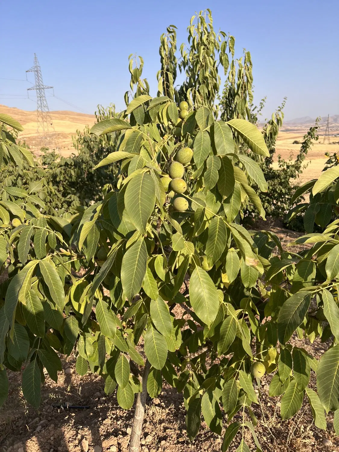 باغ