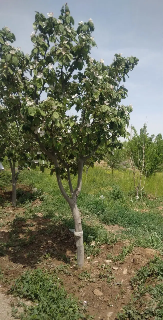 باغ شخصی جاده قدیم تبریز
