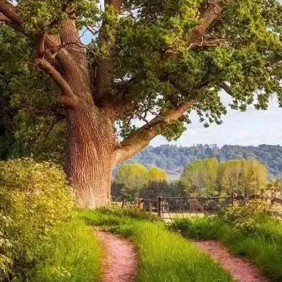 زمین واقع در خوزستان شهر ایذه روستای هلایجان