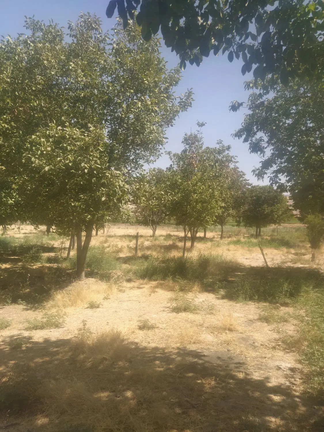 اجاره خانه