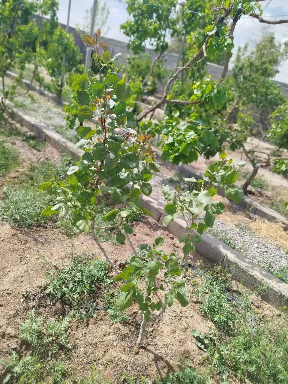 زمین کشاورزی با درختان مثمر