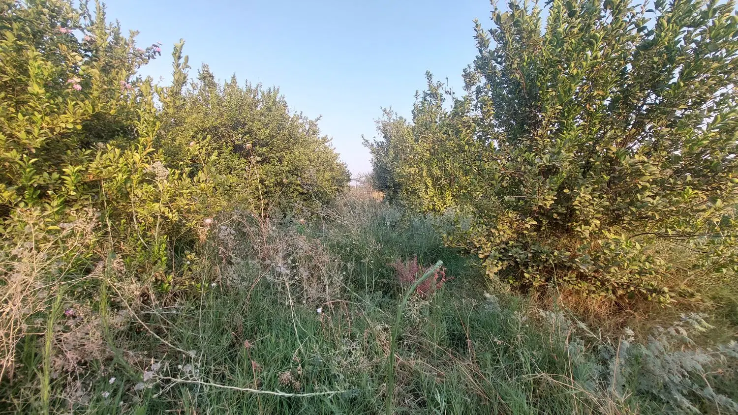 باغچه ۸۶۰ متری بنجعفر