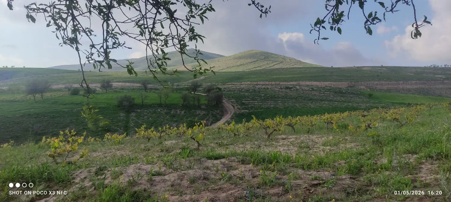 باغ انگور
