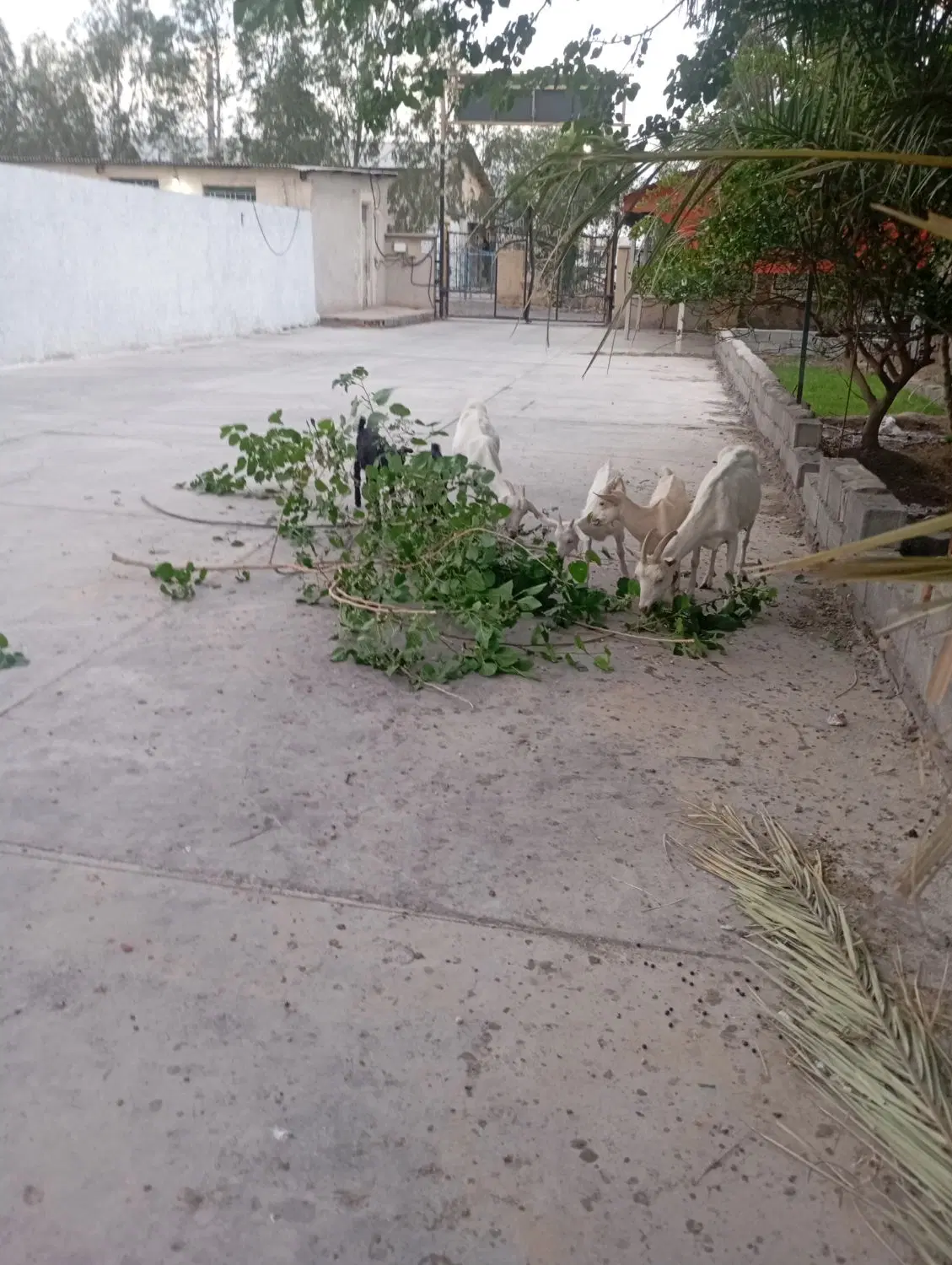 فروش زمین