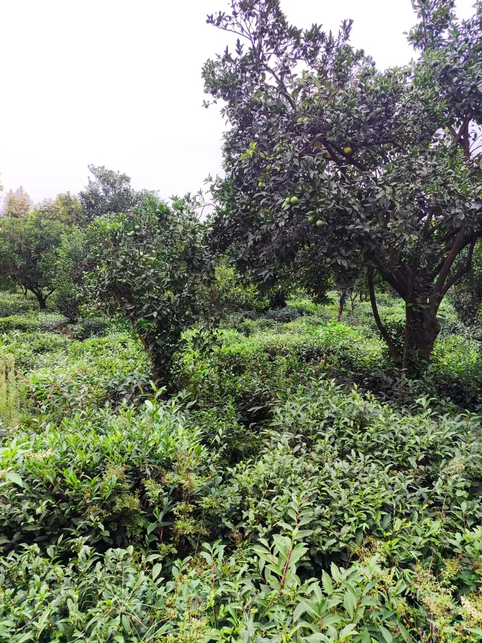 فروش واجاره زمین زراعی درشهرستان باهوکلات.راسک