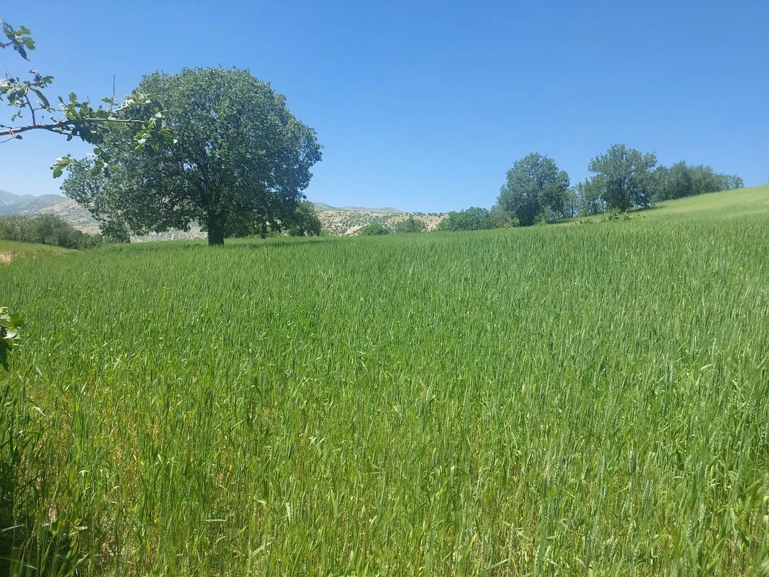 زمین کشاورزی بانی گناو۲هزارمتر