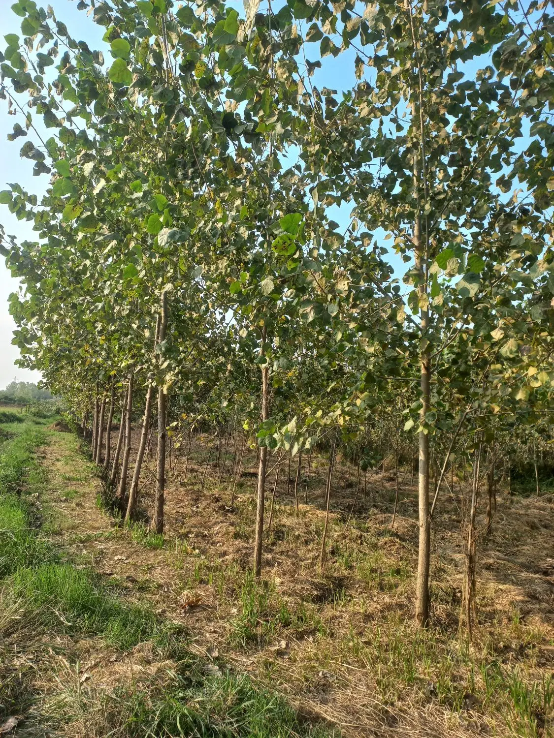 زمین مسکونی. اطراف شفت