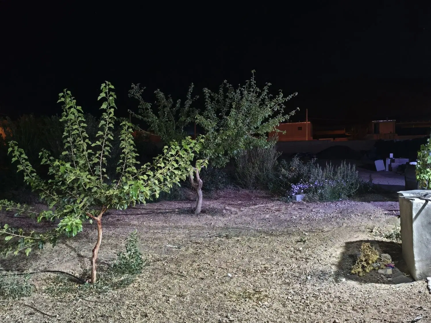 گاوداری وباغ