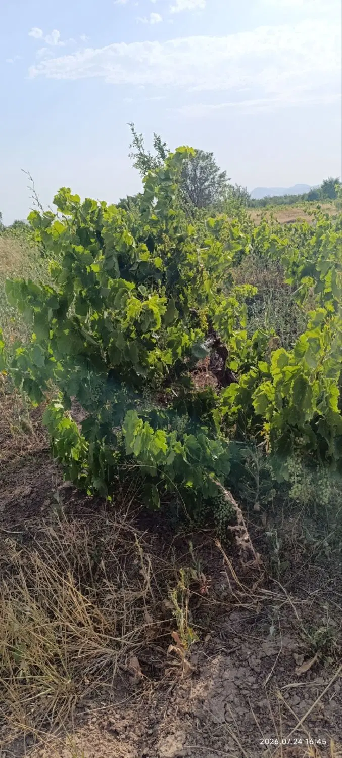 باغ انگور و بادام