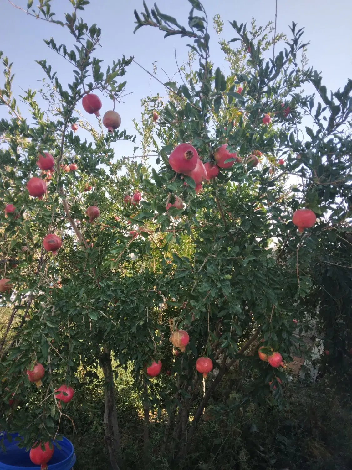 باغ دارای برق