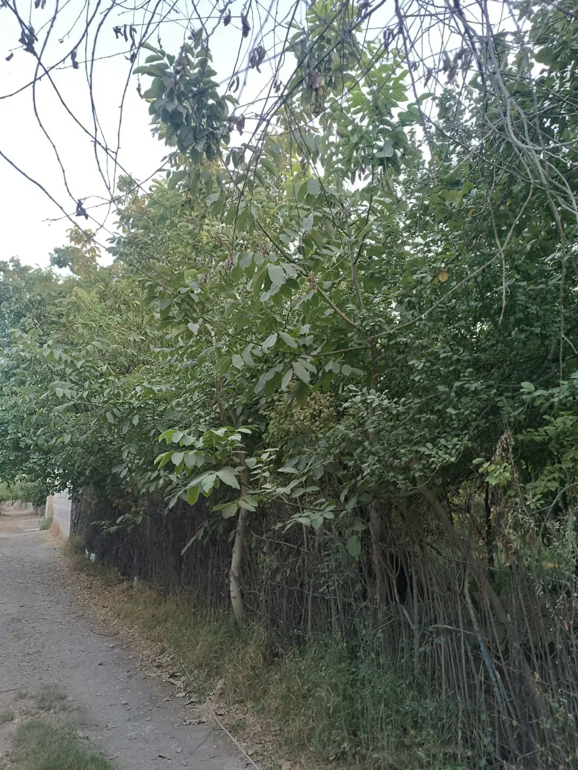 باغچه ۵۰۰متری