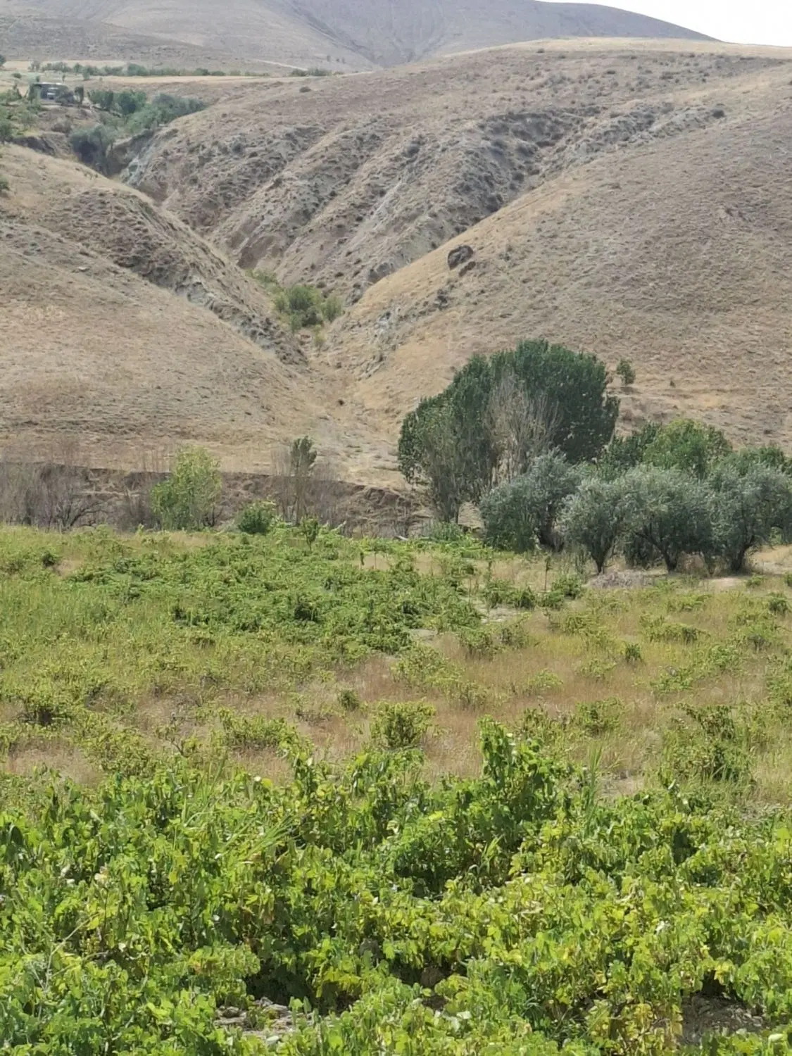 باغ انگور