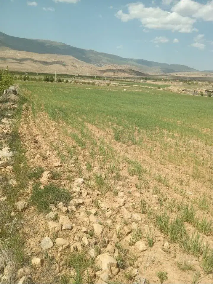 زمین۵۰۰متر،تلمادره