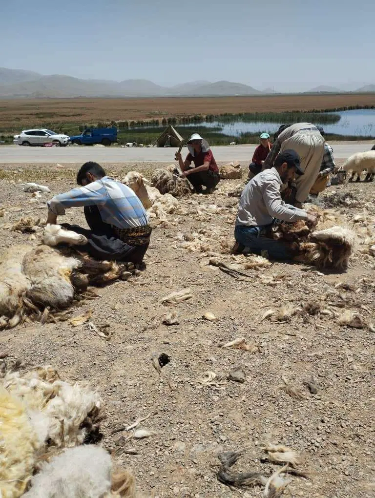 مفازه مسقف با برق سه فاز متراژ 200 متر