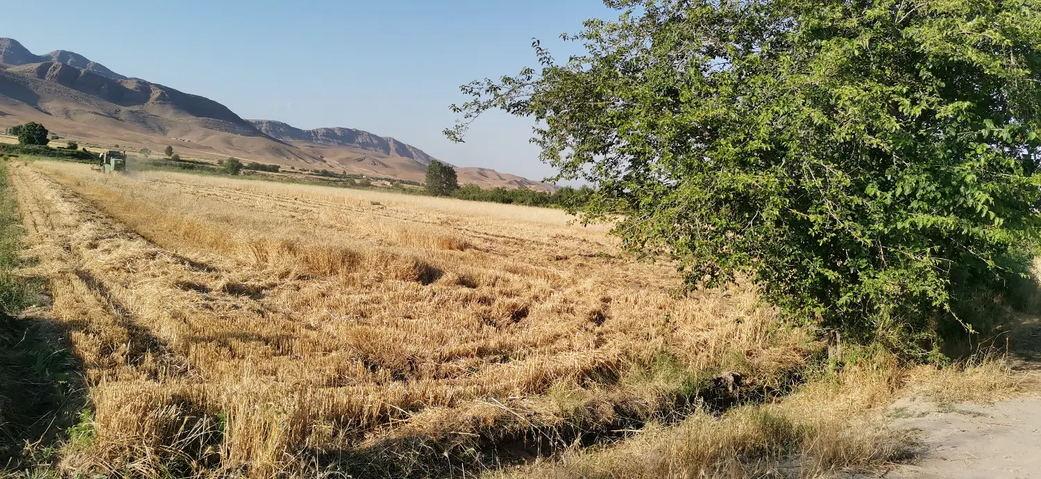 زمین کشاورزی