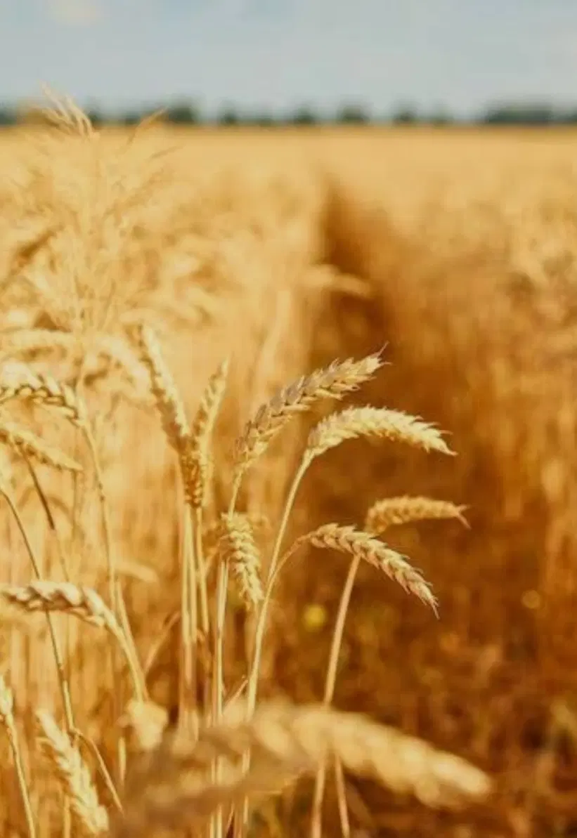 زمین ثمین 3