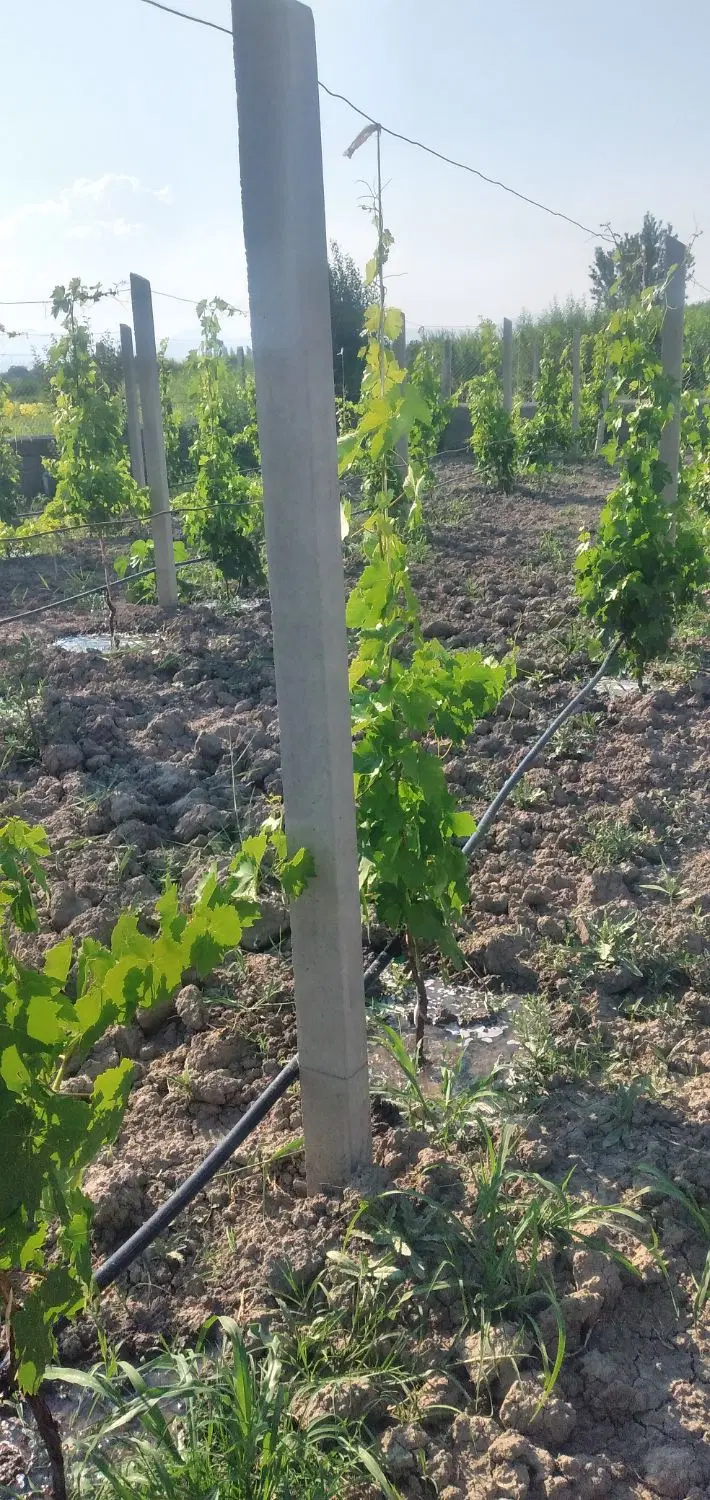 باغ وباغچه ۵۰۰ متری