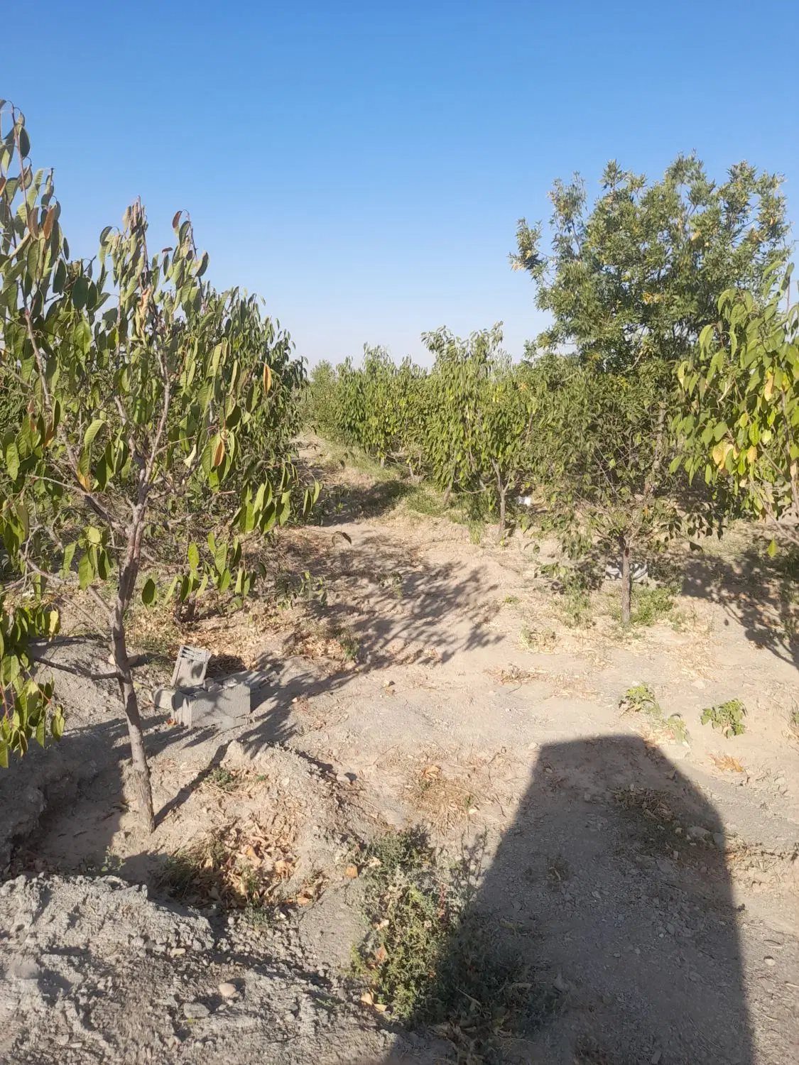 زمین باغ چاه شماره ۲اززمین های شرکت تعاونی گلمکان