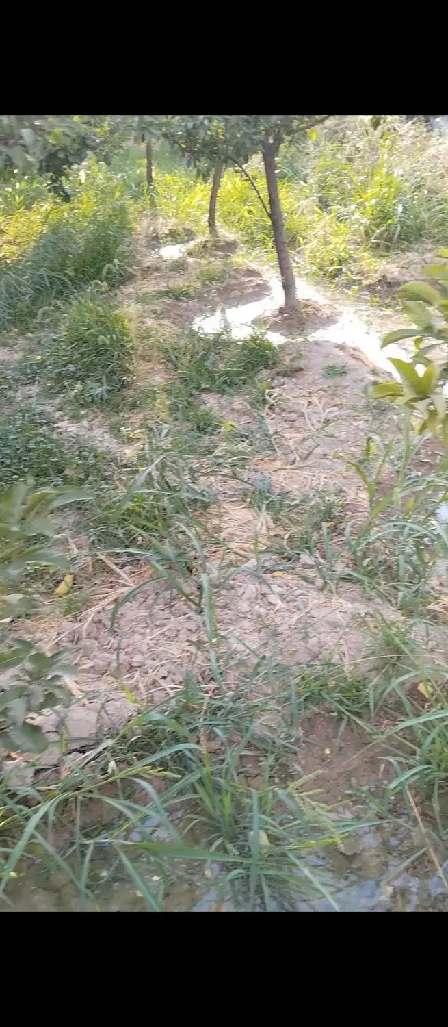 فروش باغ نقلی در کهریزسنگ به قهدریجان بوستان ۸