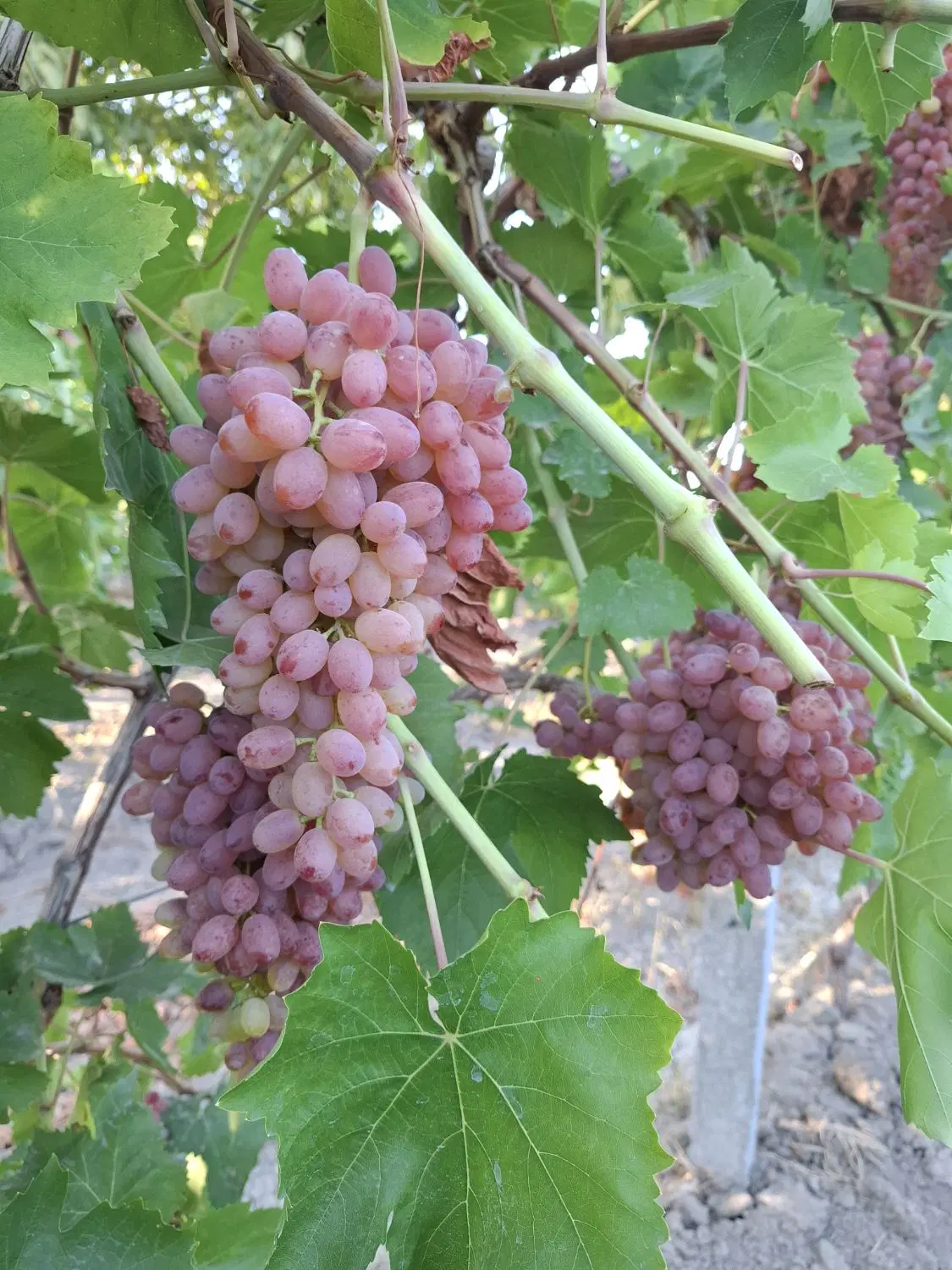 اجاره باغ انگور