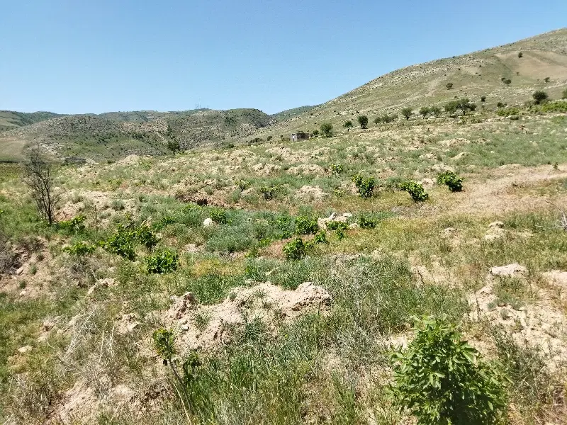 باغ لنگر