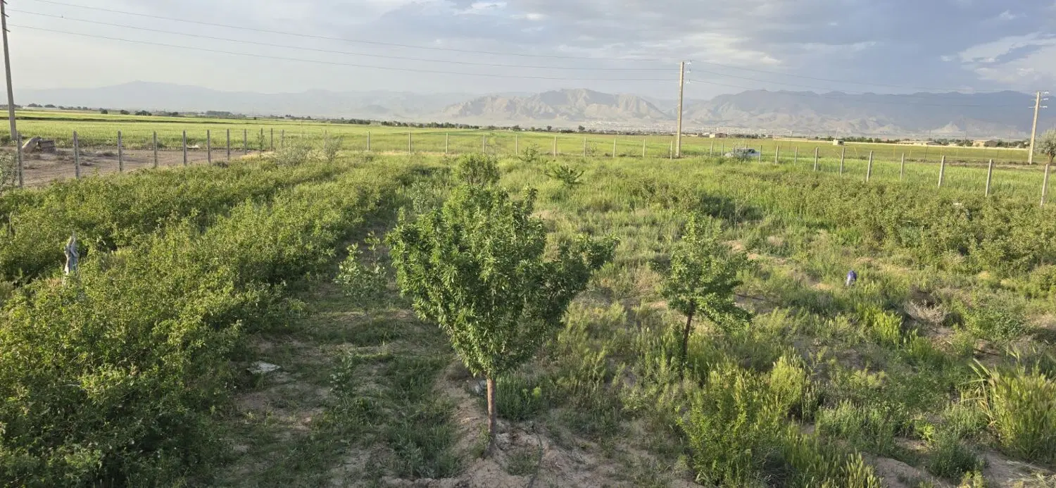 ۳هکتار زمین زراعی