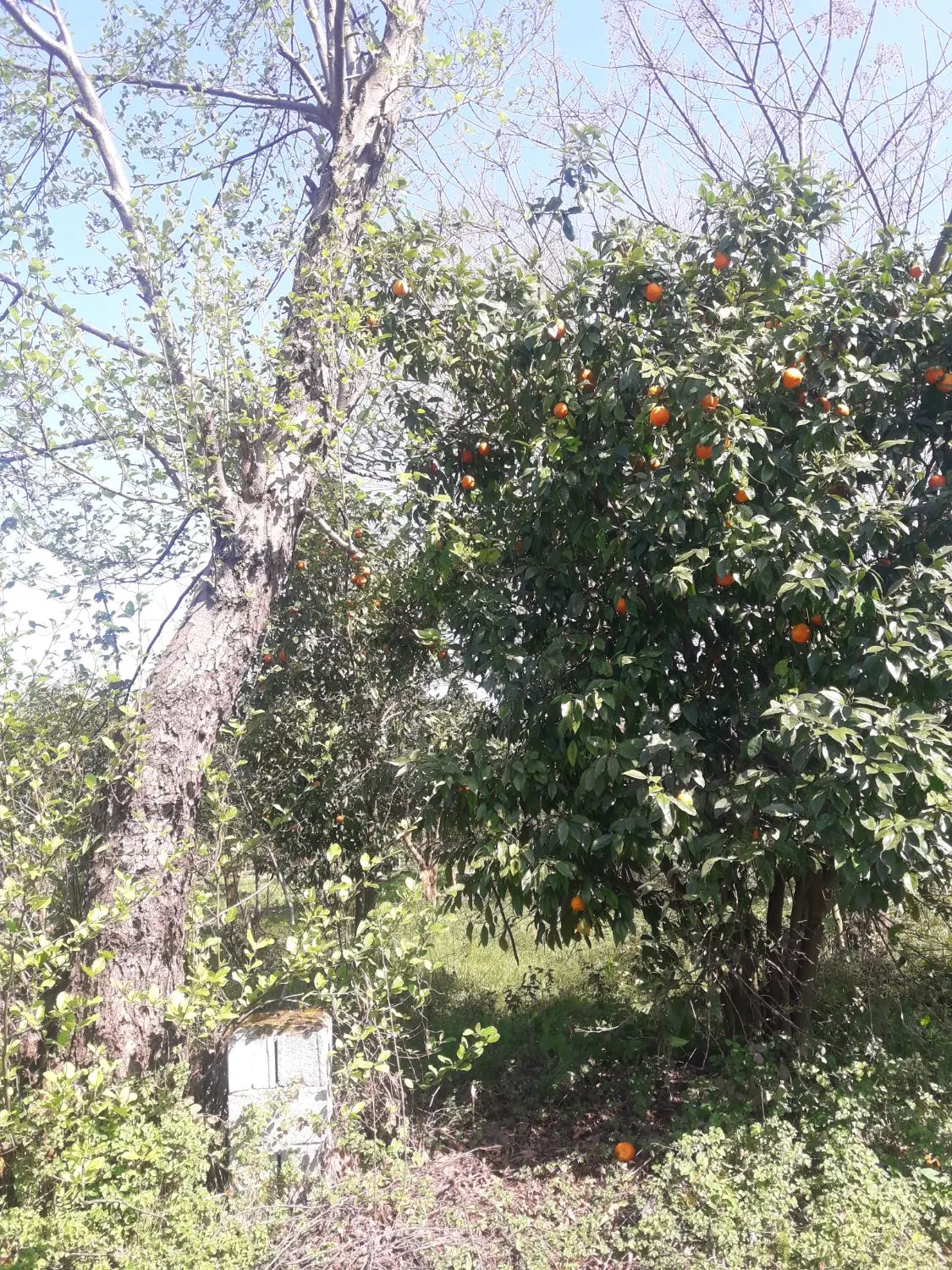 زمین در کاردگرمحله