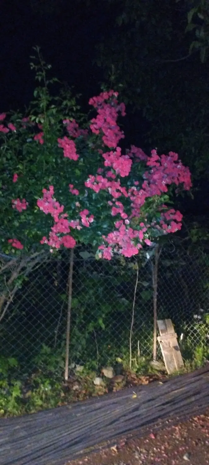 اجاره منزل حیاط دار