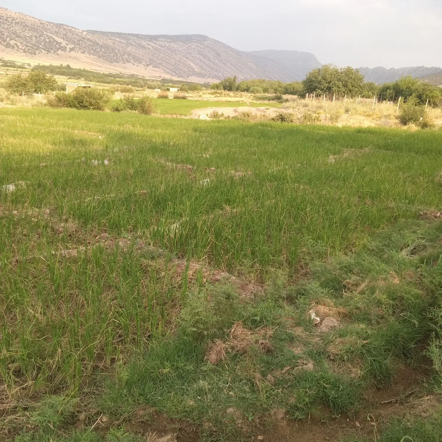 زمین کشاورزی