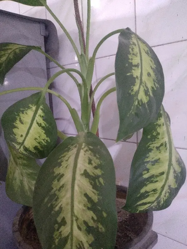 باغ گردودارم برای اجاره