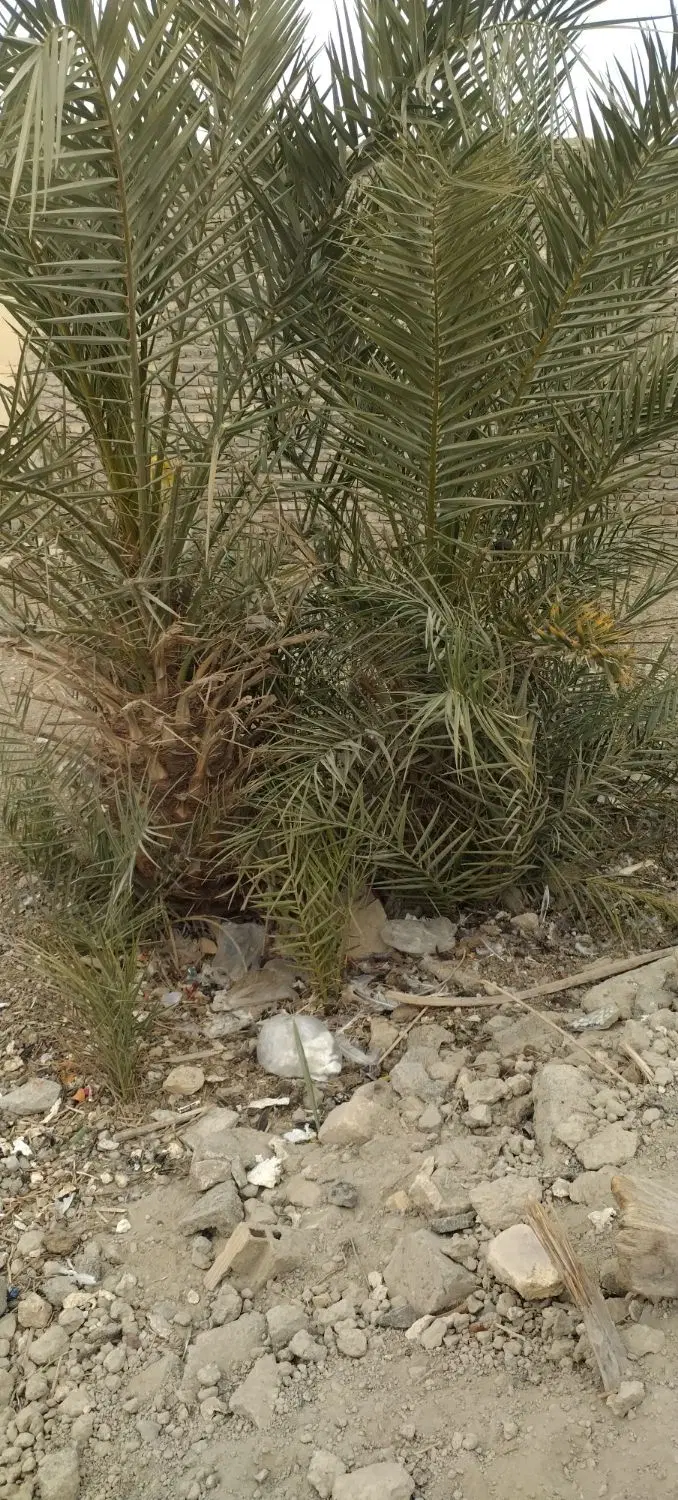 زمین حافظ 43
