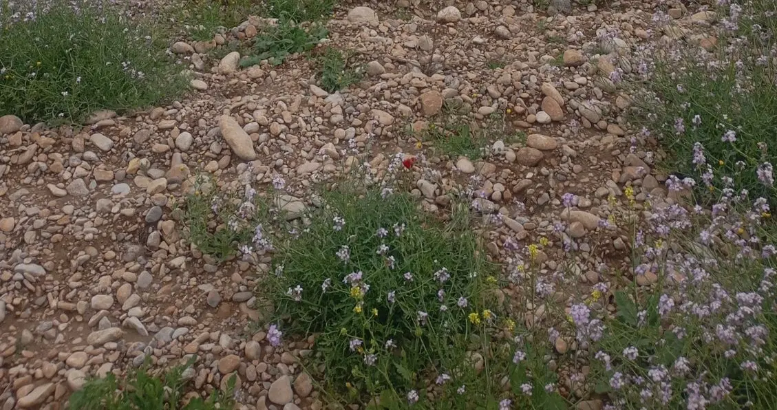 اجاره زمین کشاورزی با پمپاژ برقی