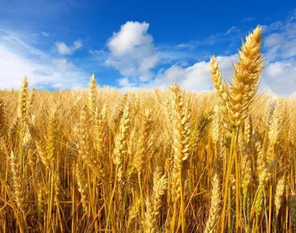 زمین برای باغچه در مشعل‌دار قزوین