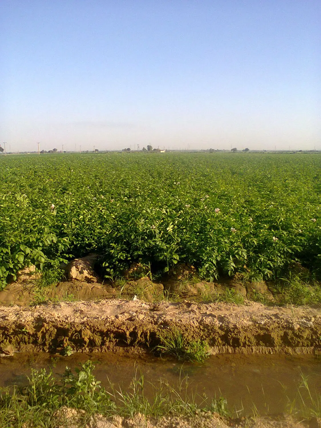 زمین جهت کشت سیب زمینی