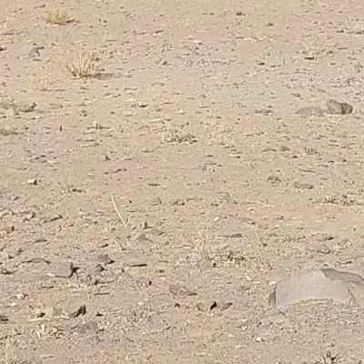 زمین مسکونی فروشی حاجی‌آباد