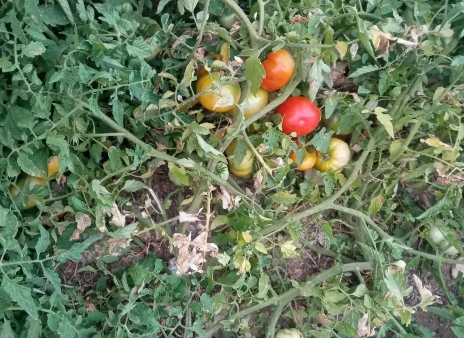 ۴۰۰مترزمین۸۰۰میلیون