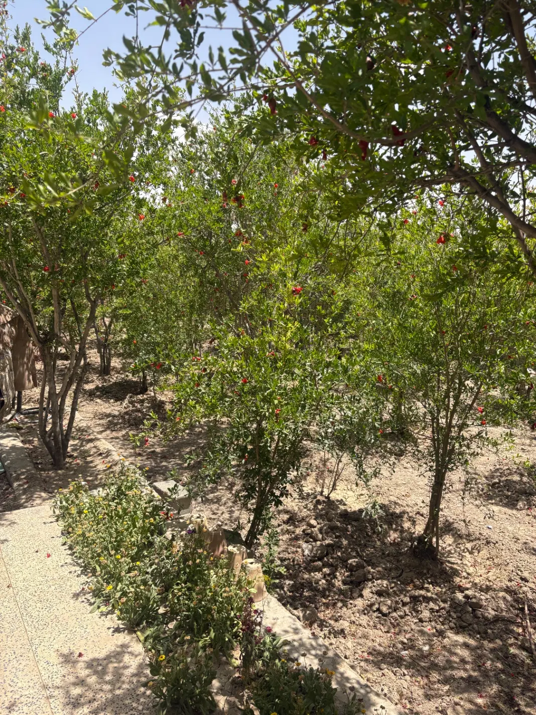 باغ قدیمی