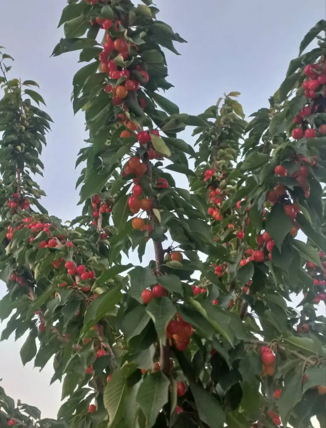 باغچه زمین فروشی جابان دماوندنقدواقساط..