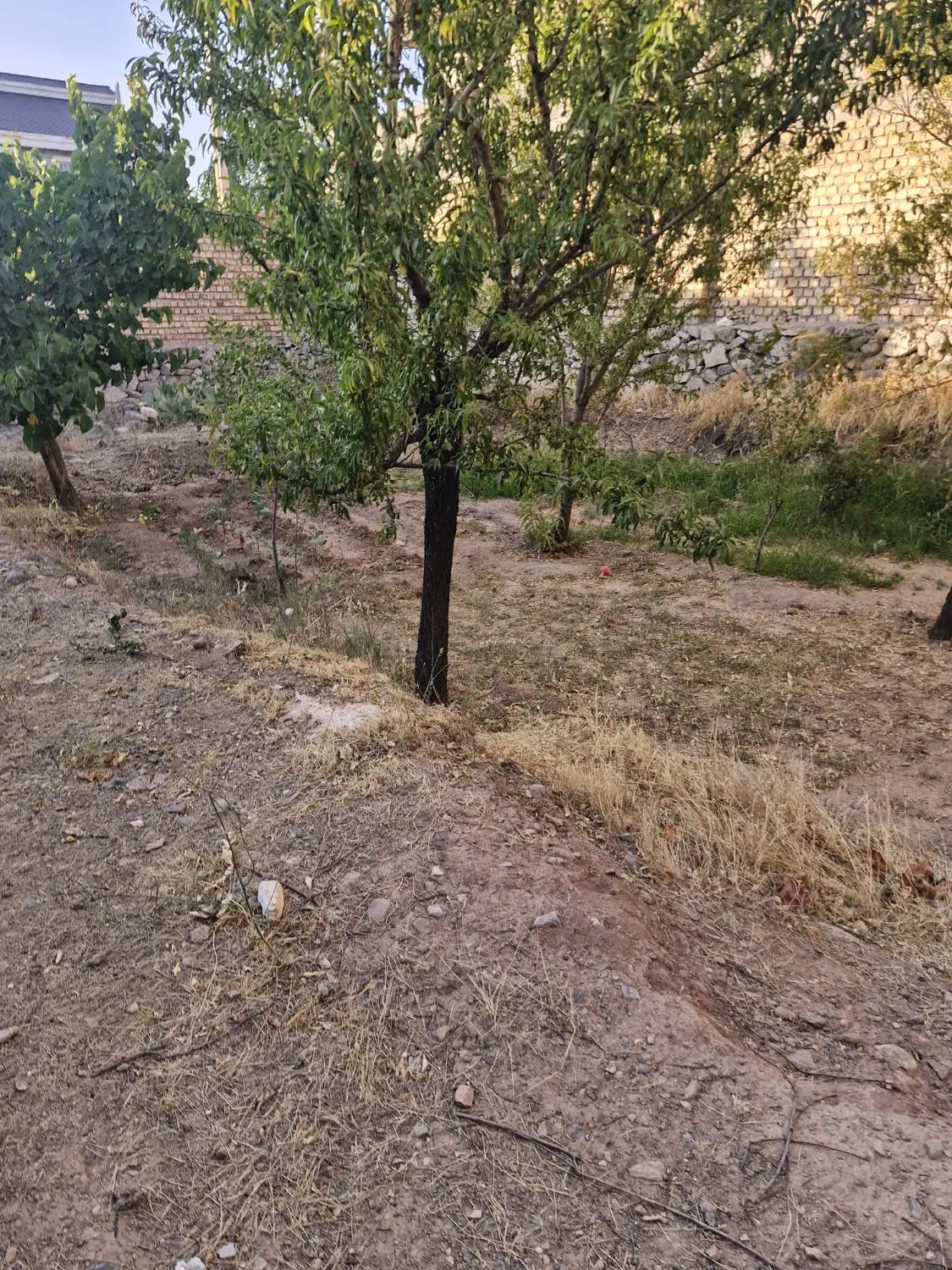 ۳۵۰متر زمین چهار دیواری باغرود