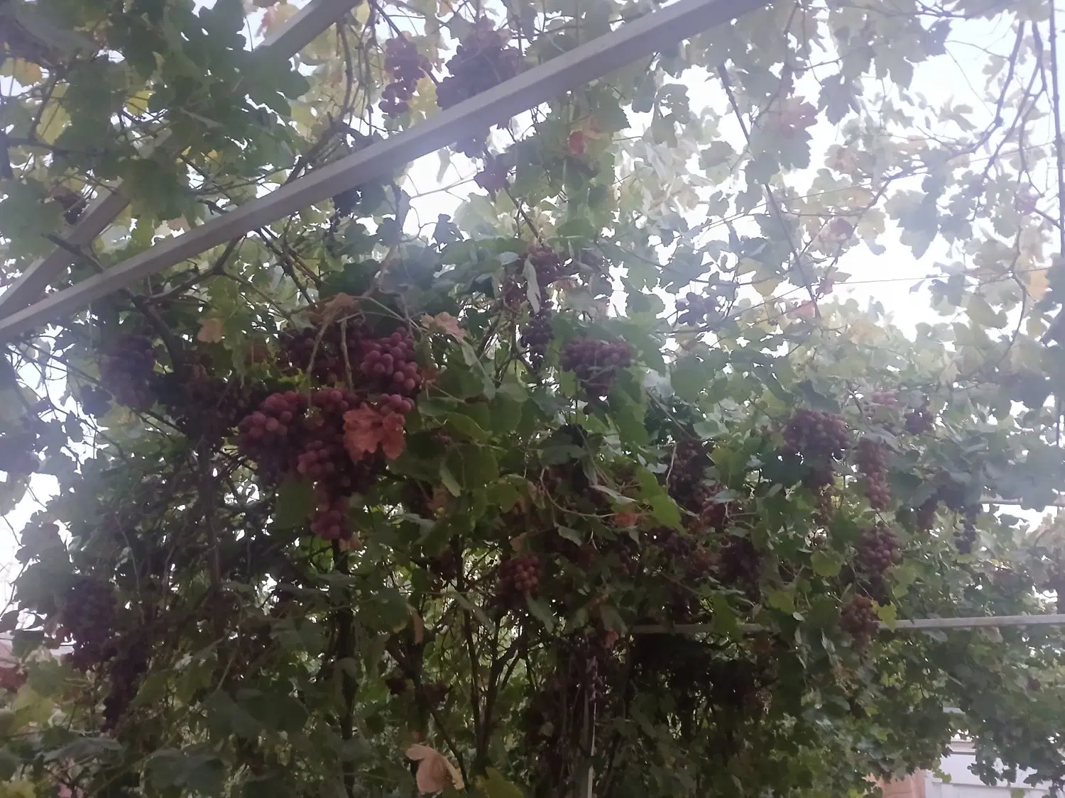 باغچه فروشی در ناظریه